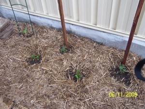 Overflow garden, planted and mulched