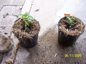 Potted chillies (Jalapeno and Anaheim) destined for the back deck