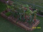 The vegetable garden at dusk, with sweet corn plants in the foreground.