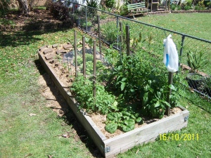 View of the vege garden from the southeast, Spring 2011