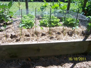 Central section, with beans, lettuce and cucumber