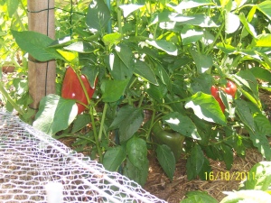 The capsicums growing well