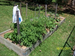 The vegetable garden viewed from the northeast, Spring 2011