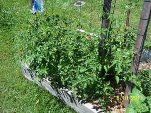 Tomatoes, already going feral